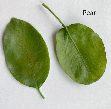 Pear leaf